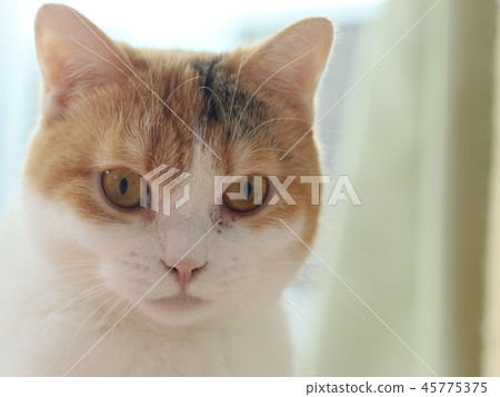 貓的臉 45775375