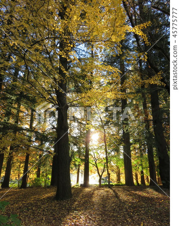 銀杏樹林 45775777