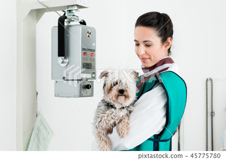 Veterinarian carrying sick puppy in x-ray room 45775780