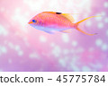 Close up pink anthias fish glittering background 45775784