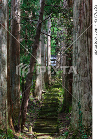 Forest road 45776255
