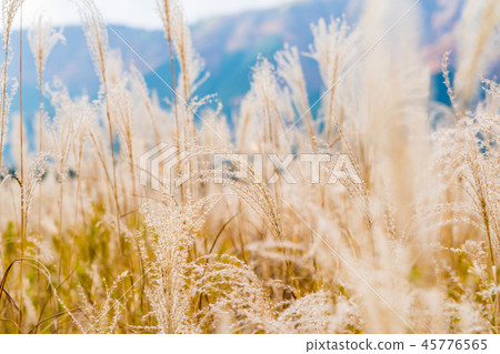 [Kanagawa Prefecture] Sengokuhara 45776565