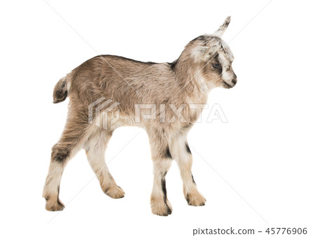 baby goat baby goat 45776906