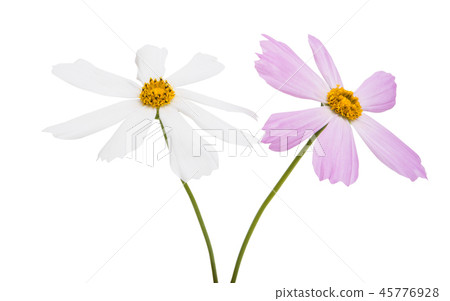 kosmeya flower isolated kosmeya flower isolated 45776928