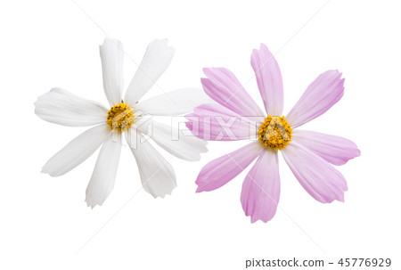 kosmeya flower isolated kosmeya flower isolated 45776929