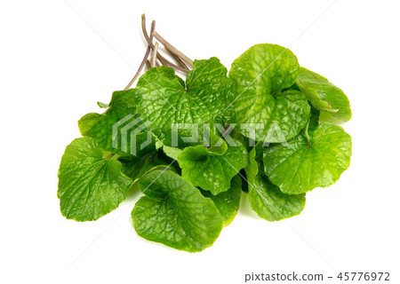 Wasabi leaves 45776972