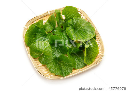 Wasabi leaves Wasabi leaves 45776976
