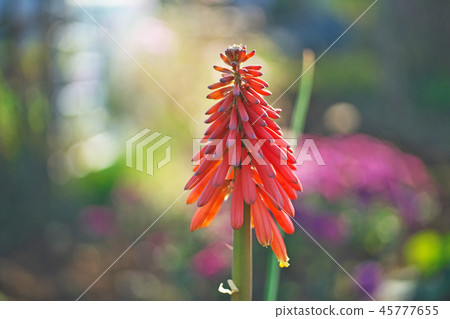 紅色tritma花 紅色tritma花 45777655