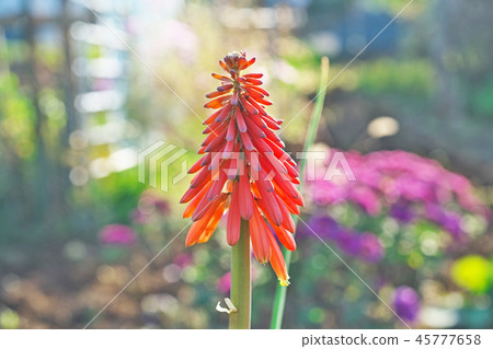 Red tritma flower 45777658