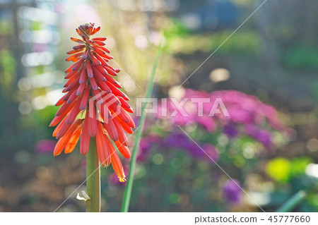 紅色tritma花 45777660