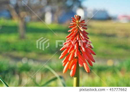 Red tritma flower 45777662