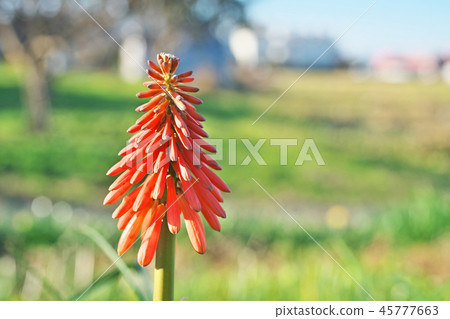 Red tritma flower 45777663