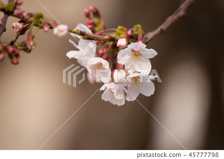 櫻花 櫻花 45777798