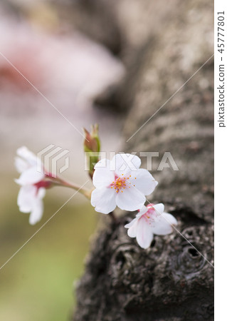 One-wheel cherry tree 45777801