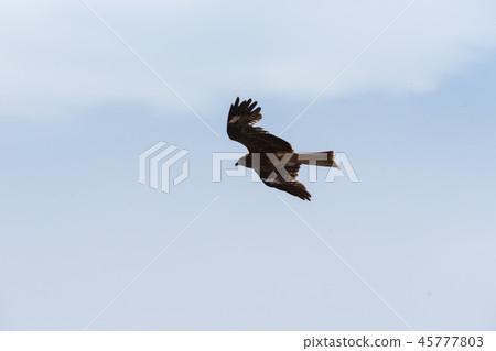 Patrol flight 45777803