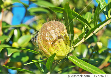 Green fennel twig fruit 45778212