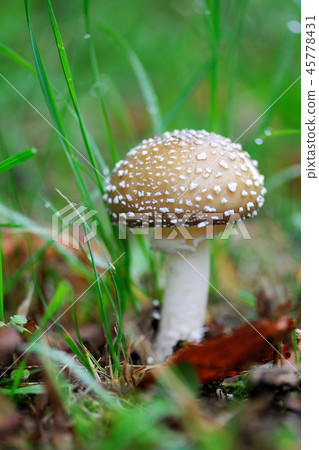 A young Amanita Pantherina 45778431