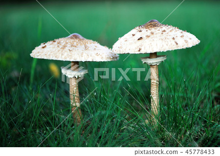 Umbrella mushroom standing in the grass. 45778433