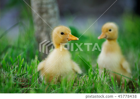 Small duck on a green field Small duck on a green field 45778438
