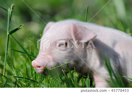Small piglet on a  grass 45778453