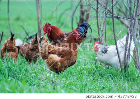 Rooster 45778458