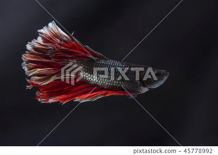 Fighting fish (Betta splendens) Fighting fish (Betta splendens) 45778992