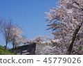Cherry Blossoms	 45779026