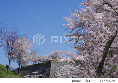 Cherry Blossoms	 45779026