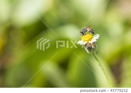 Close up of the bee a lovely honey  45779232