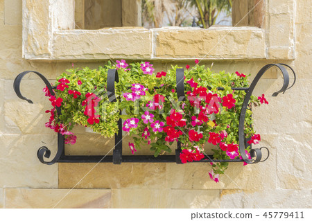 Colorful flowers adorn potted 45779411