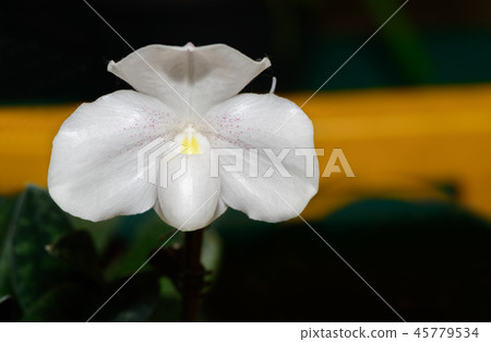 Lady slipper orchid,Cypripedioideae Paphiopedilum 45779534