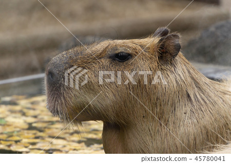 Capybara的父親洗澡場景 45780041