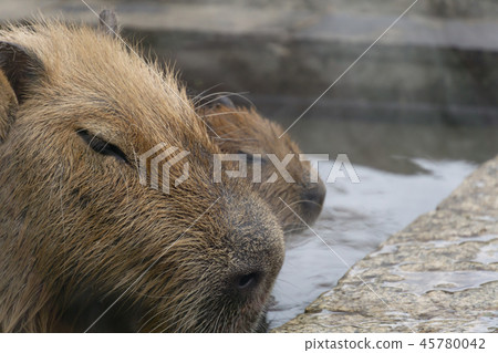 Capybara的父親洗澡場景 Capybara的父親洗澡場景 45780042