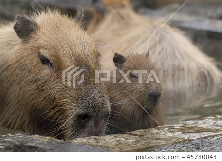 Capybara's father bathing scene 45780043
