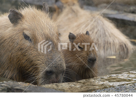 Capybara's father bathing scene 45780044