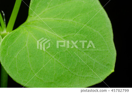macro leaf plant on a black background 45782799