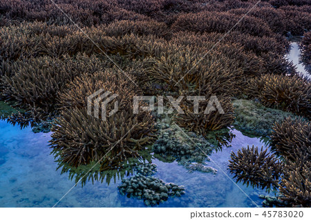 scenery sunrise above coral forest in Rawai sea  45783020