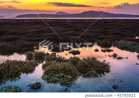 scenery sunrise above coral forest in Rawai sea scenery sunrise above coral forest in Rawai sea 45783021