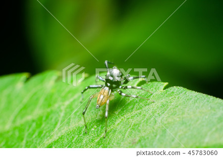 spider in nature 45783060