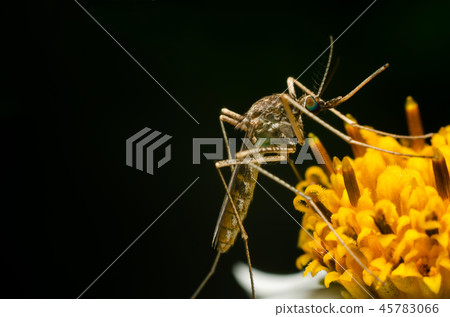 mosquito on flower in the nature 45783066