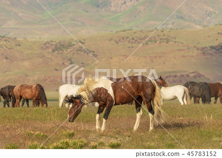 Wild Horses in Utah in Summer 45783152