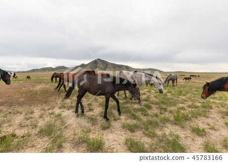 Wild Horses in Utah in Summer Wild Horses in Utah in Summer 45783166
