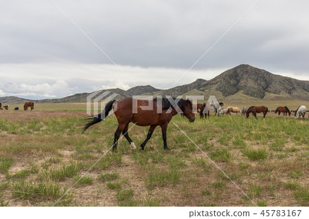 Wild Horses in Utah in Summer Wild Horses in Utah in Summer 45783167