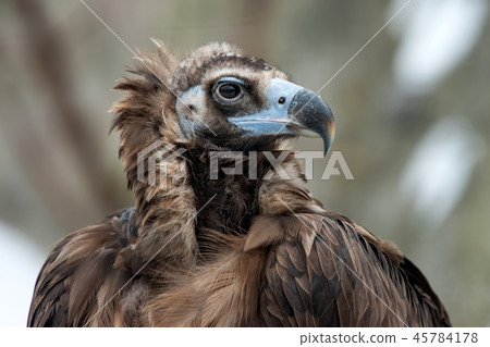 Griffon Vulture portrait Griffon Vulture portrait 45784178