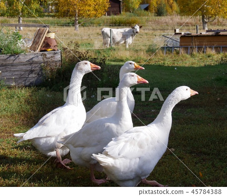 beautiful cute white goose family on farm beautiful cute white goose family on farm 45784388