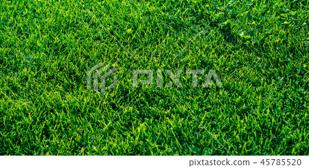 Green grass textured background. Daylight Green grass textured background. Daylight 45785520