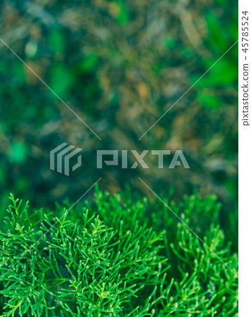 Green fir tree winter christmas background 45785524