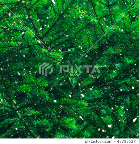 Green fir tree winter christmas background 45785527