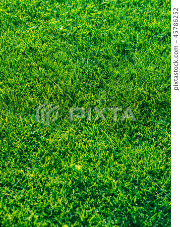 Green grass textured background. Daylight Green grass textured background. Daylight 45786252