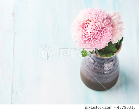 Pink chrysanthemum in a vase on pastel color 45786313